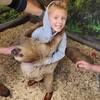 chimpcrazed